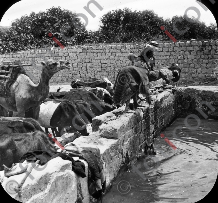 Kamele an der Tränke | Camels at the watering - Foto foticon-simon-129-011-sw.jpg | foticon.de - Bilddatenbank für Motive aus Geschichte und Kultur
